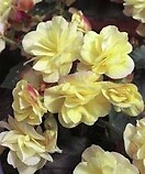 Begonia Soelena Light Yellow 