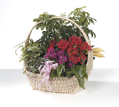 Mixed Basket of Green and Blooming plants