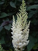 Astilbe chinensis diamonds and pearls 