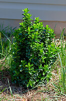Euonymus j green spire 