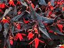 Begonia Bonfire Choc Red 