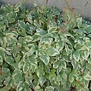 Aegopodium podagraria variegatum 