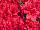 Azalea bloomathon `red` 