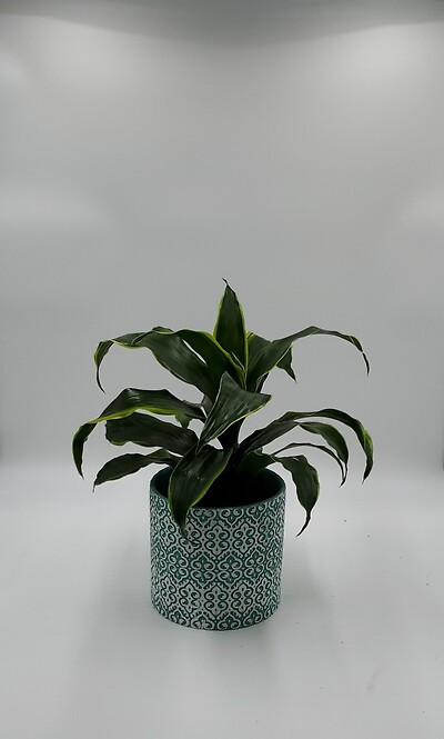 Dracena