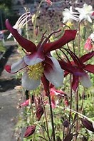 Aquilegia mckana hybrids 