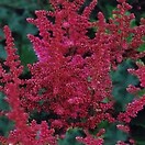 Astilbe chinensis visions in red 