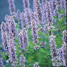 Agastache blue fortune 