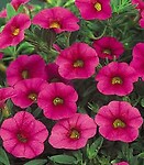 Calibrachoa Superbells Cherryblossom 