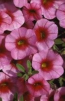 Calibrachoa Mini Famous Dark Pink Eye 