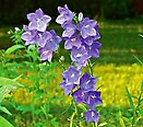 Campanula persicifolia telham beauty 