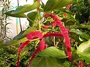 Acalypha Chenille Plant 
