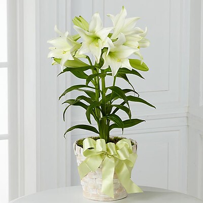 Easter Lily Plant