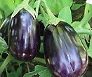 Eggplant Black Beauty