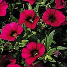 Calibrachoa Mini Famous Electric Purple 