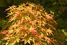 Acer palm sangokaku 