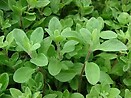 Marjoram Sweet 