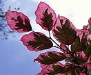 Fagus sylvatica `tricolor` 