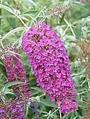 Buddleja davidii nanho purple 