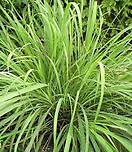 Lemon Grass 