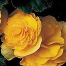 Begonia Go Go Yellow 