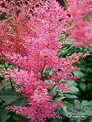 Astilbe rheinland 