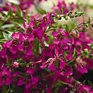 Angelonia Carita Raspberry 