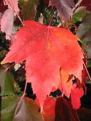 Acer rubrum `red sunset` 