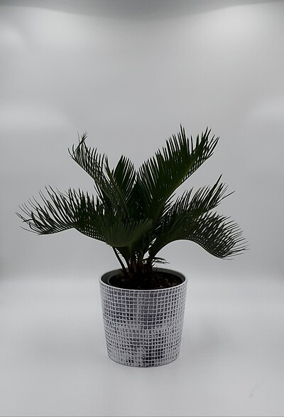 Sago Palm