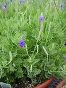 Lavendar Fernleaf 