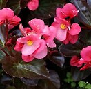 Begonia Big Rose Bronze Leaf 