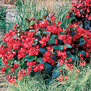 Begonia Big Red Green Leaf 