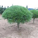 Pinus strobus nana 