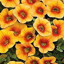 Calibrachoa Superbells Apricot Punch 