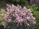 Astilbe hennie graafland 