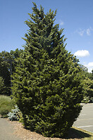 Juniperus c san jose 