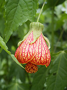 Abutilon Var. Salmon