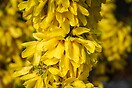 Forsythia `show off` 