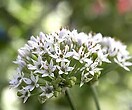 Chives Garlic 