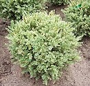 Buxus semp variegata 