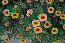 Calibrachoa Mini Famous Apricot rd eye 