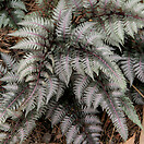 Athyrium niponicum var. pictum 