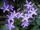 Campanula poscharskyana blue waterfall 