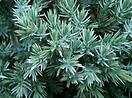 Juniperus squamata `blue star` 