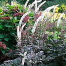 Actaea simplex brunette 