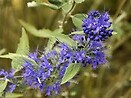 Caryopteris x clandonensis longwood blue 