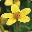 Bidens Sun Kiss 