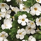 Bacopa Abunda Colossal White 