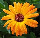 Calendula 