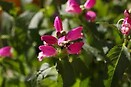 Chelone lyonii hot lips 