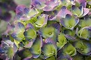 Hydrangea mac. `cityline rio` 